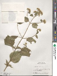 Eupatorium rugosum image