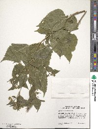 Eupatorium rugosum image