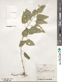 Eupatorium rugosum image