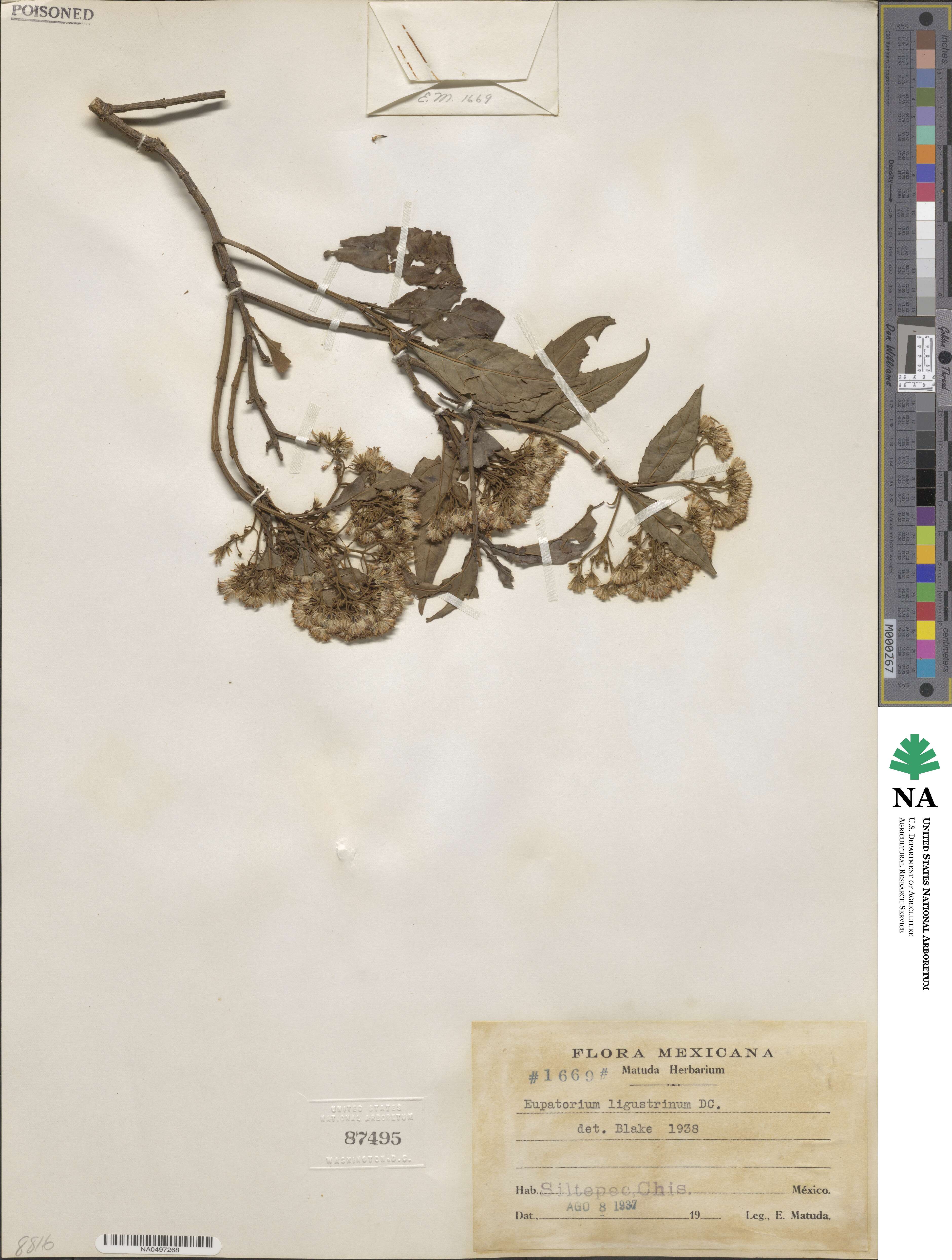 Ageratina ligustrina image
