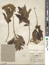 Ageratina ligustrina image