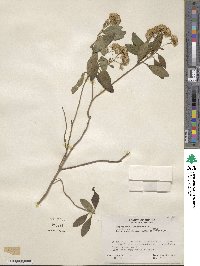 Ageratina ligustrina image