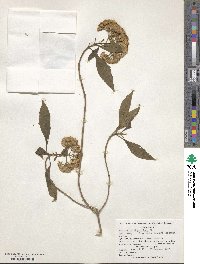 Ageratina ligustrina image