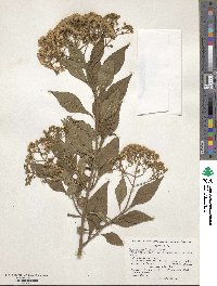 Ageratina ligustrina image