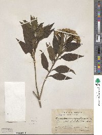 Ageratina ligustrina image