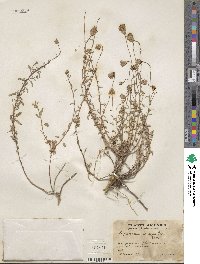 Brickellia pedunculosa image