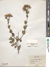 Image of Ageratina rhomboidea