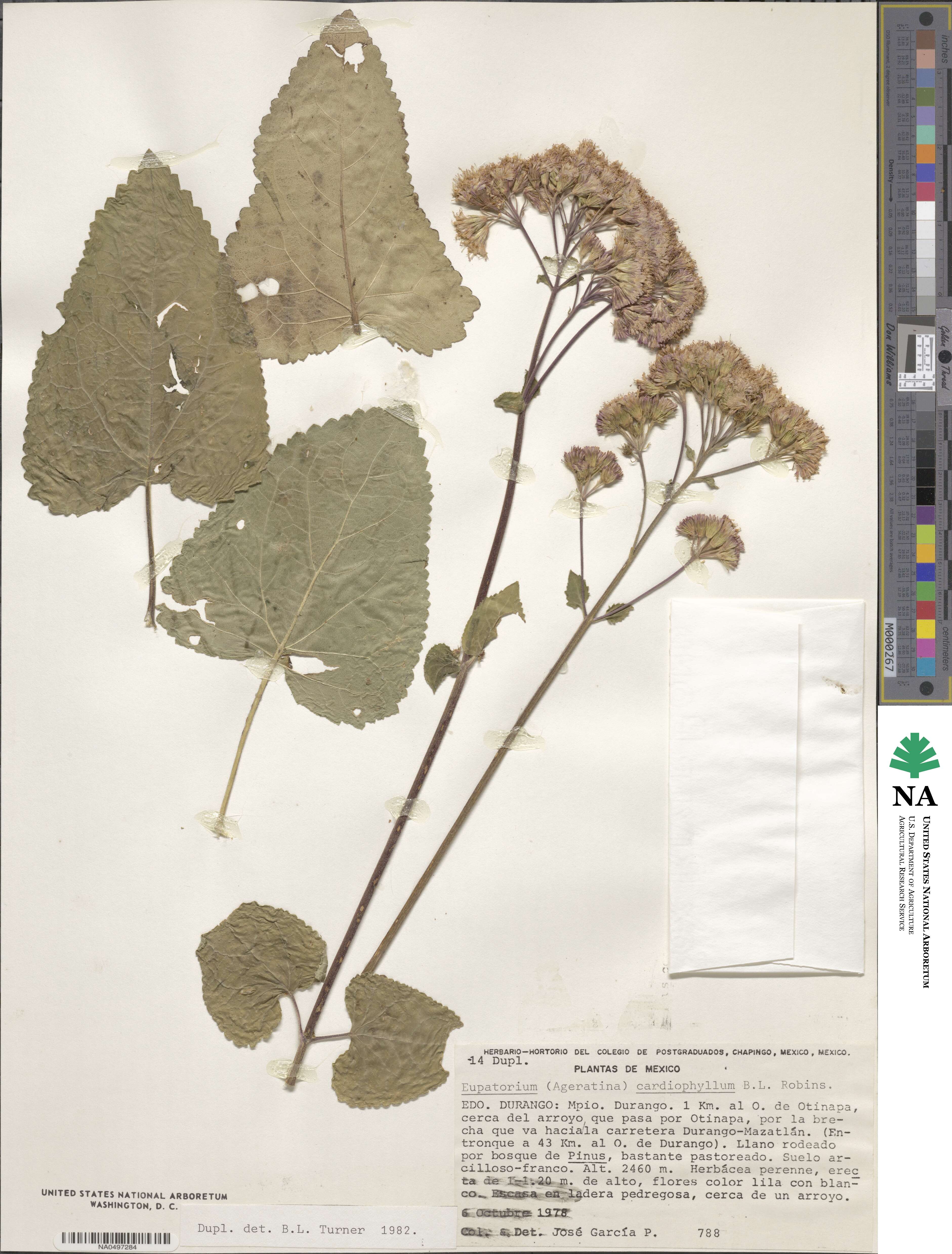 Ageratina cardiophylla image