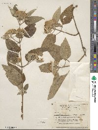 Ageratina lasioneura image