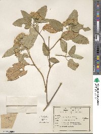 Ageratina lasioneura image