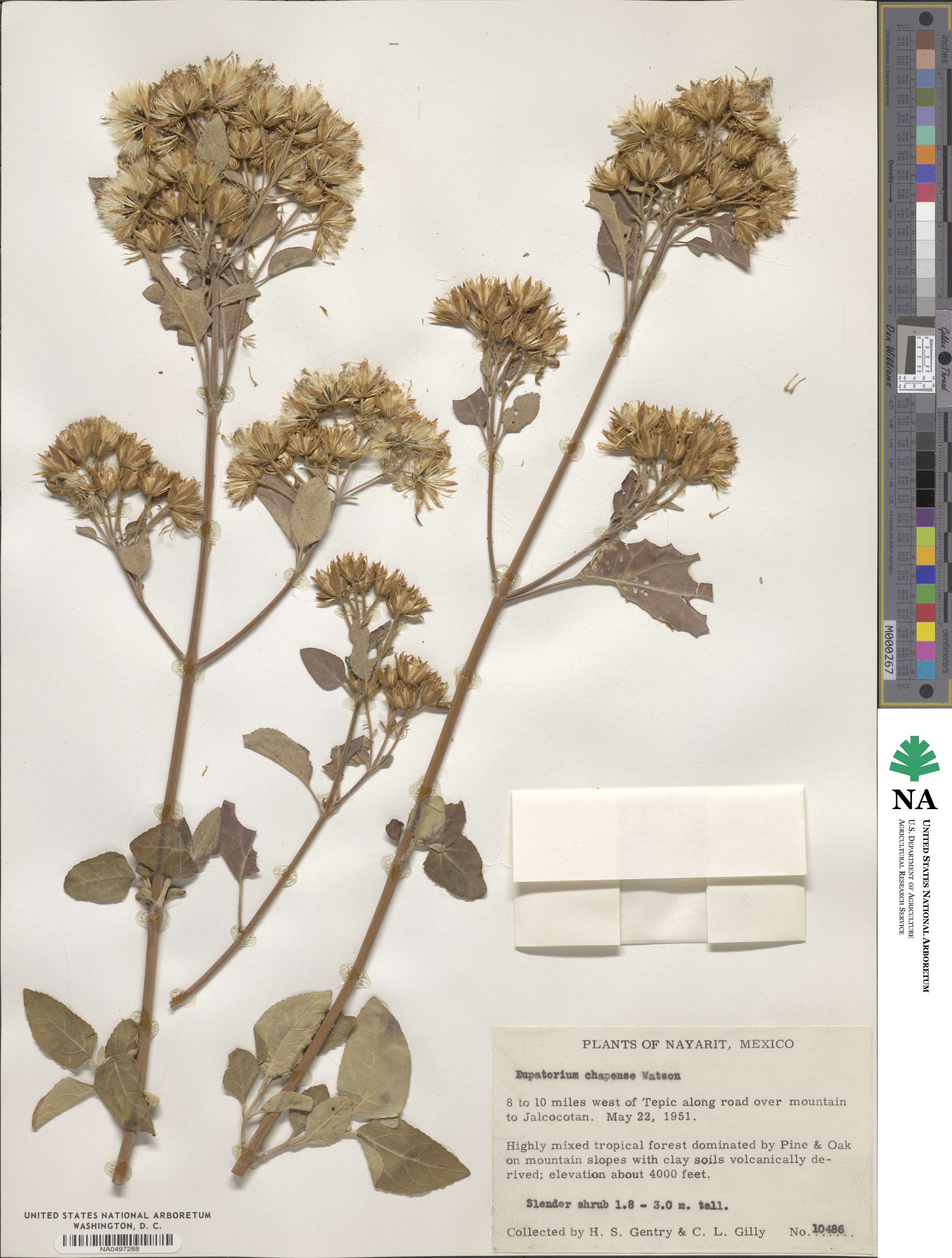 Ageratina lasioneura image