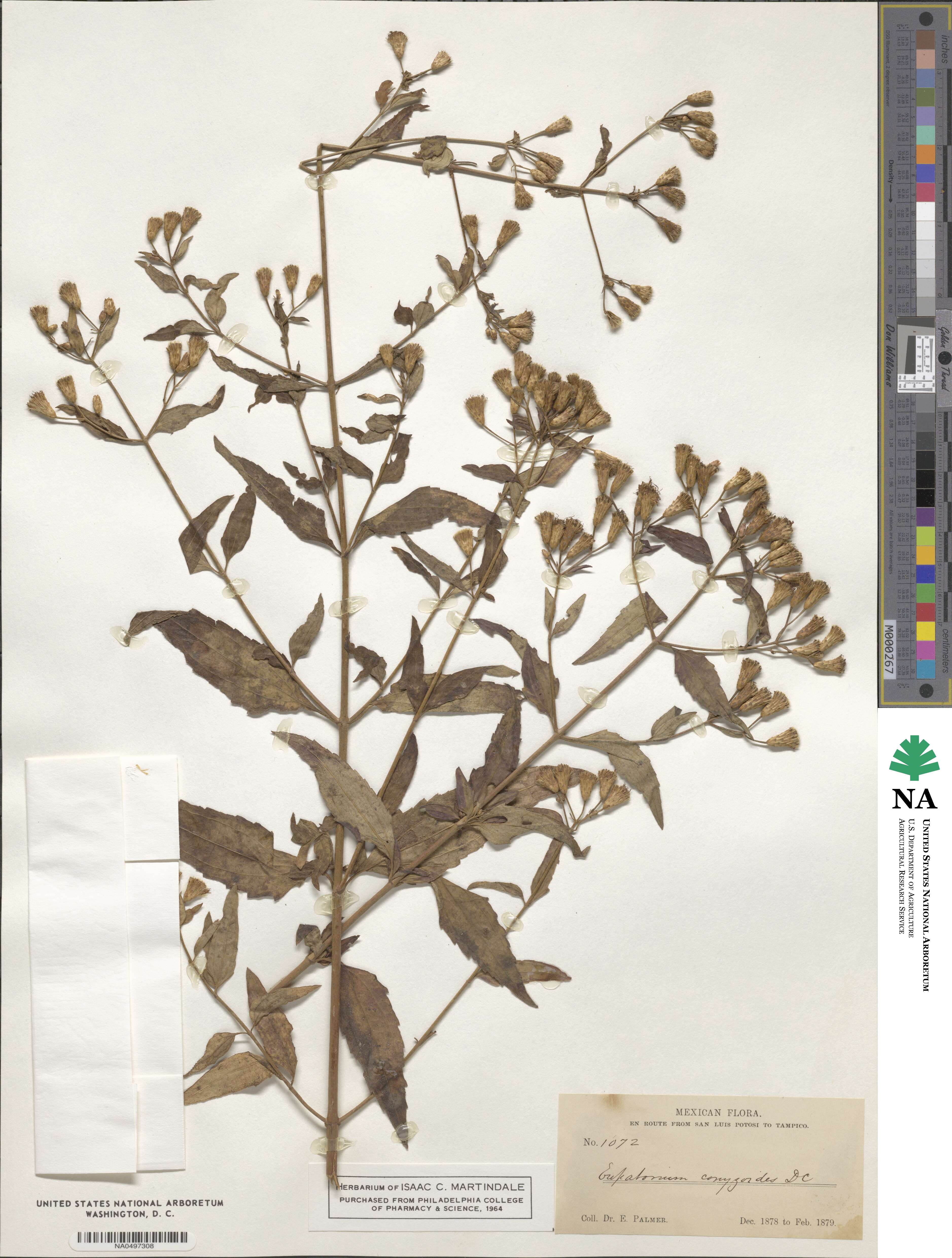 Eupatorium conyzoides image