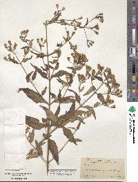 Eupatorium conyzoides image