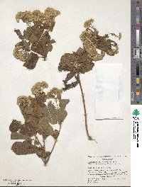 Image of Ageratina pichinchensis