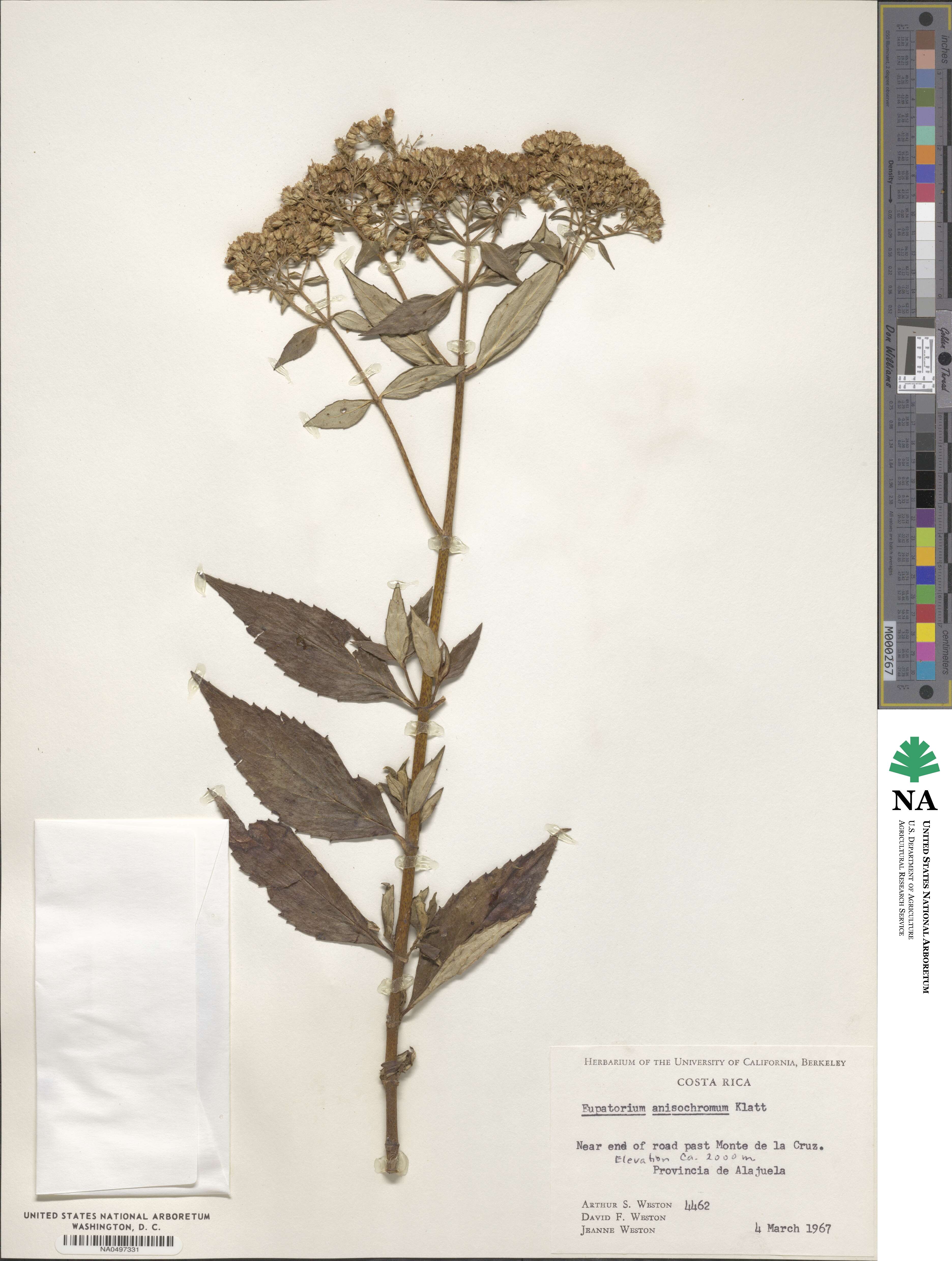 Ageratina anisochroma image