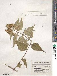 Image of Ageratina areolaris