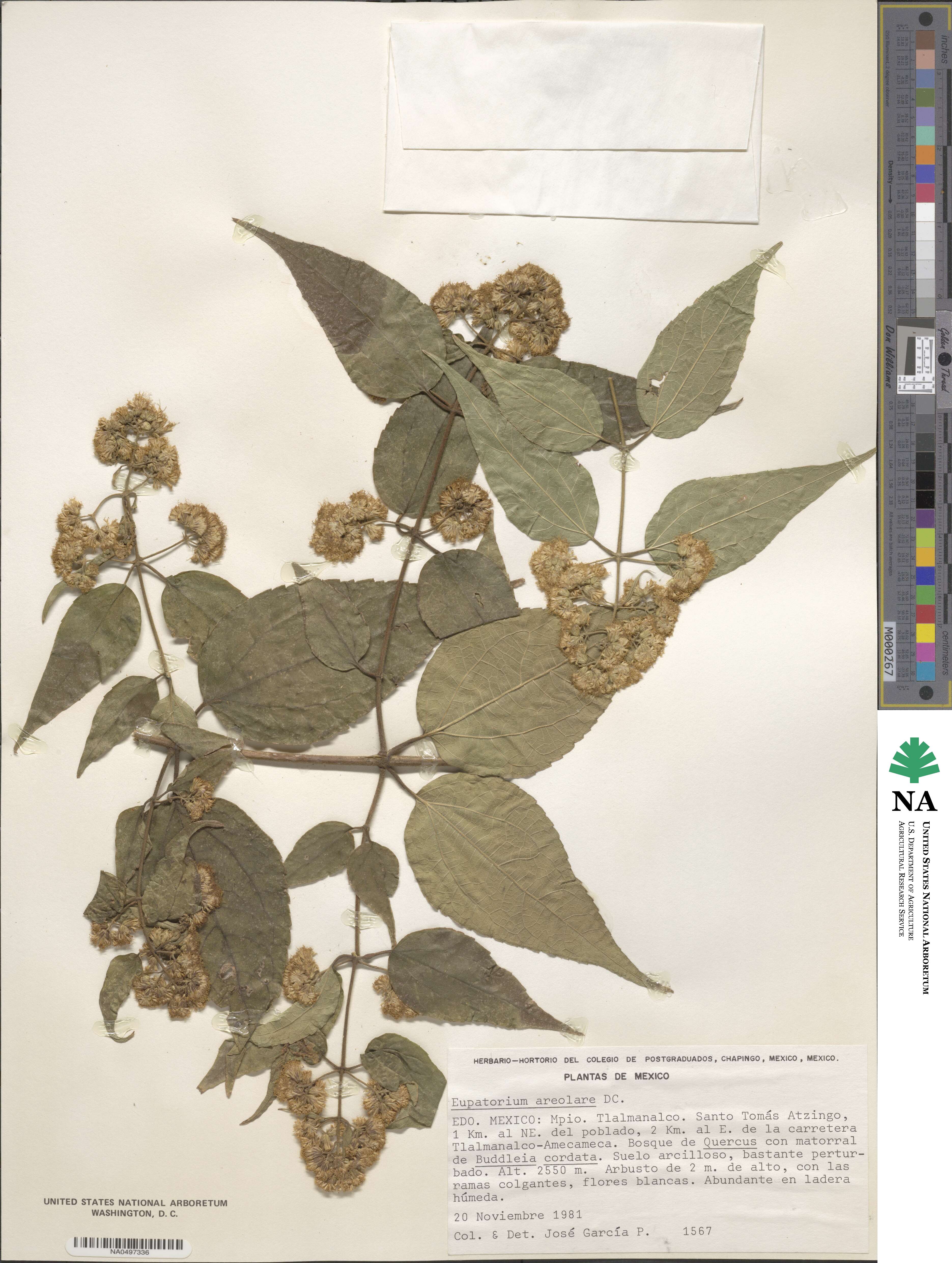 Ageratina areolaris image