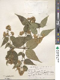 Ageratina areolaris image