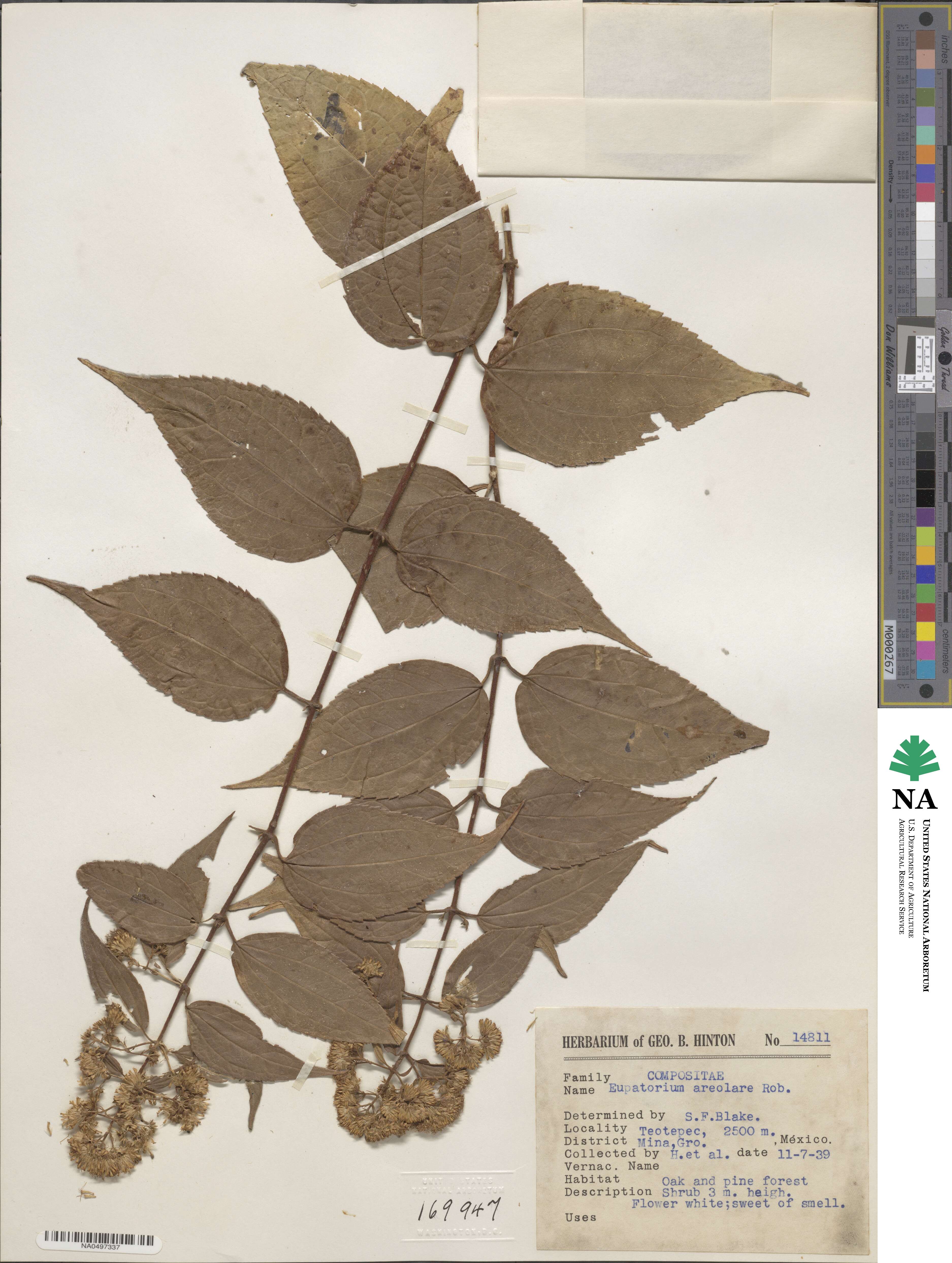 Ageratina areolaris image