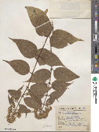 Ageratina areolaris image