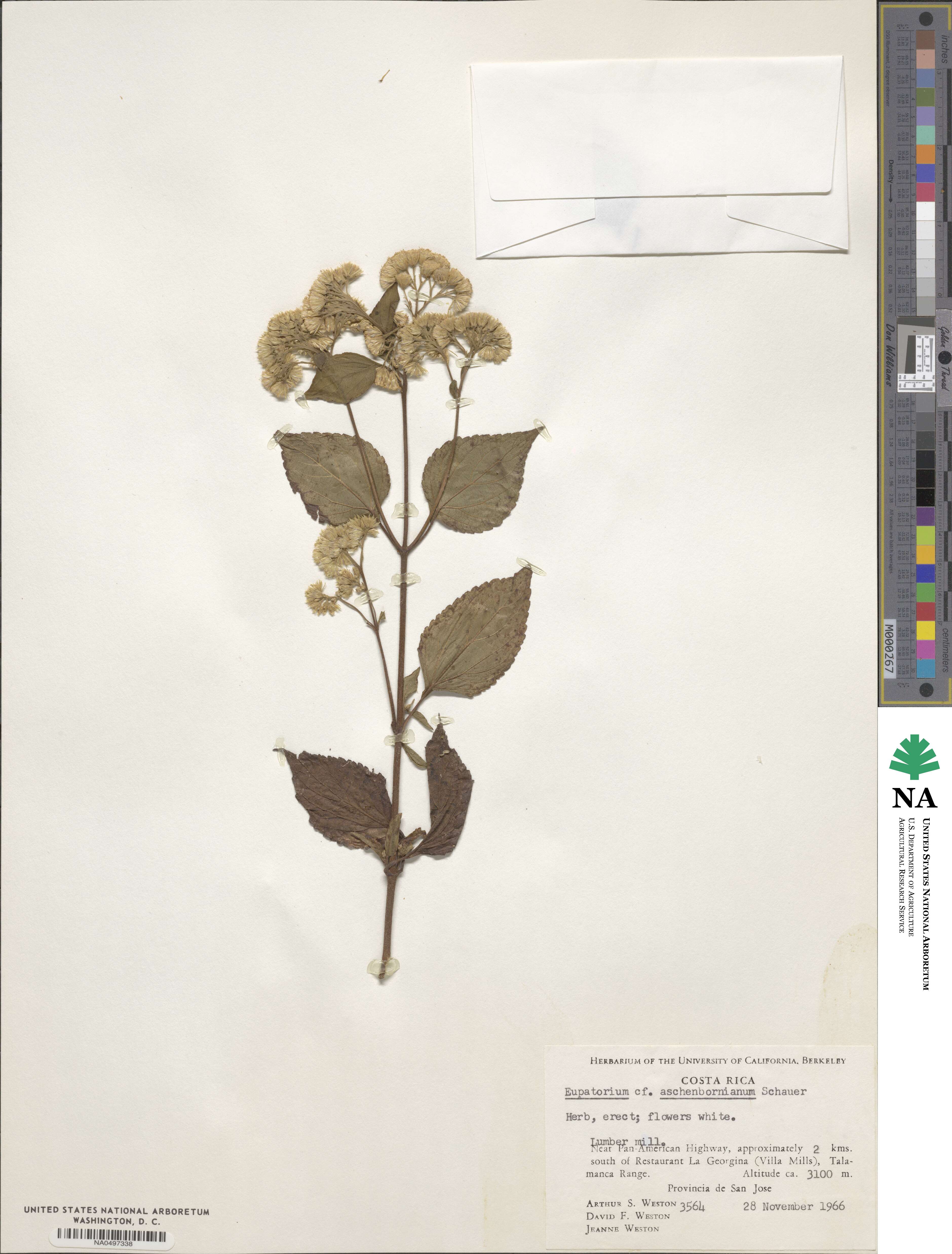 Ageratina pichinchensis image