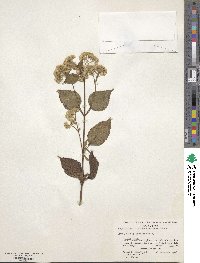 Ageratina pichinchensis image