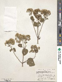 Ageratina pichinchensis image