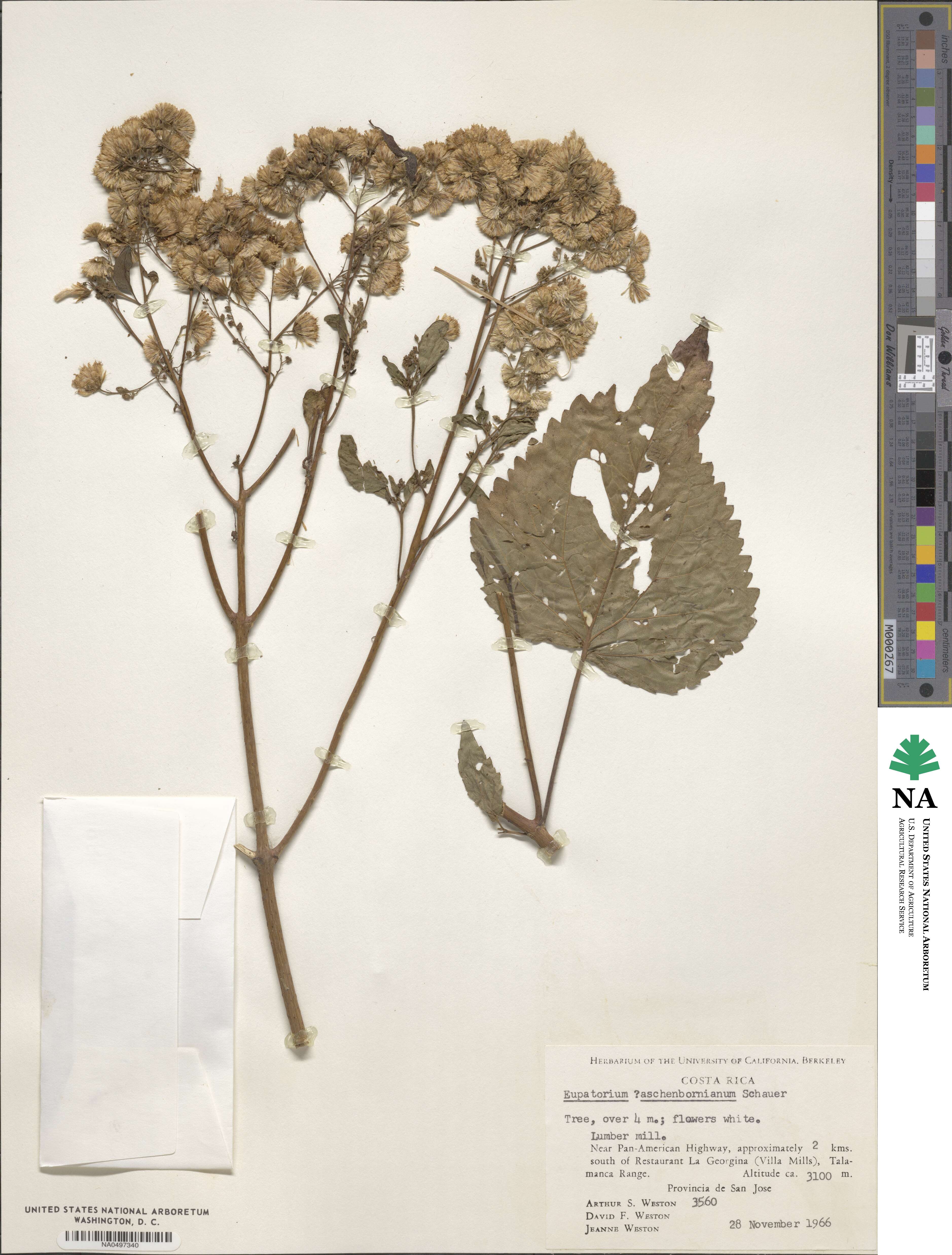 Ageratina pichinchensis image