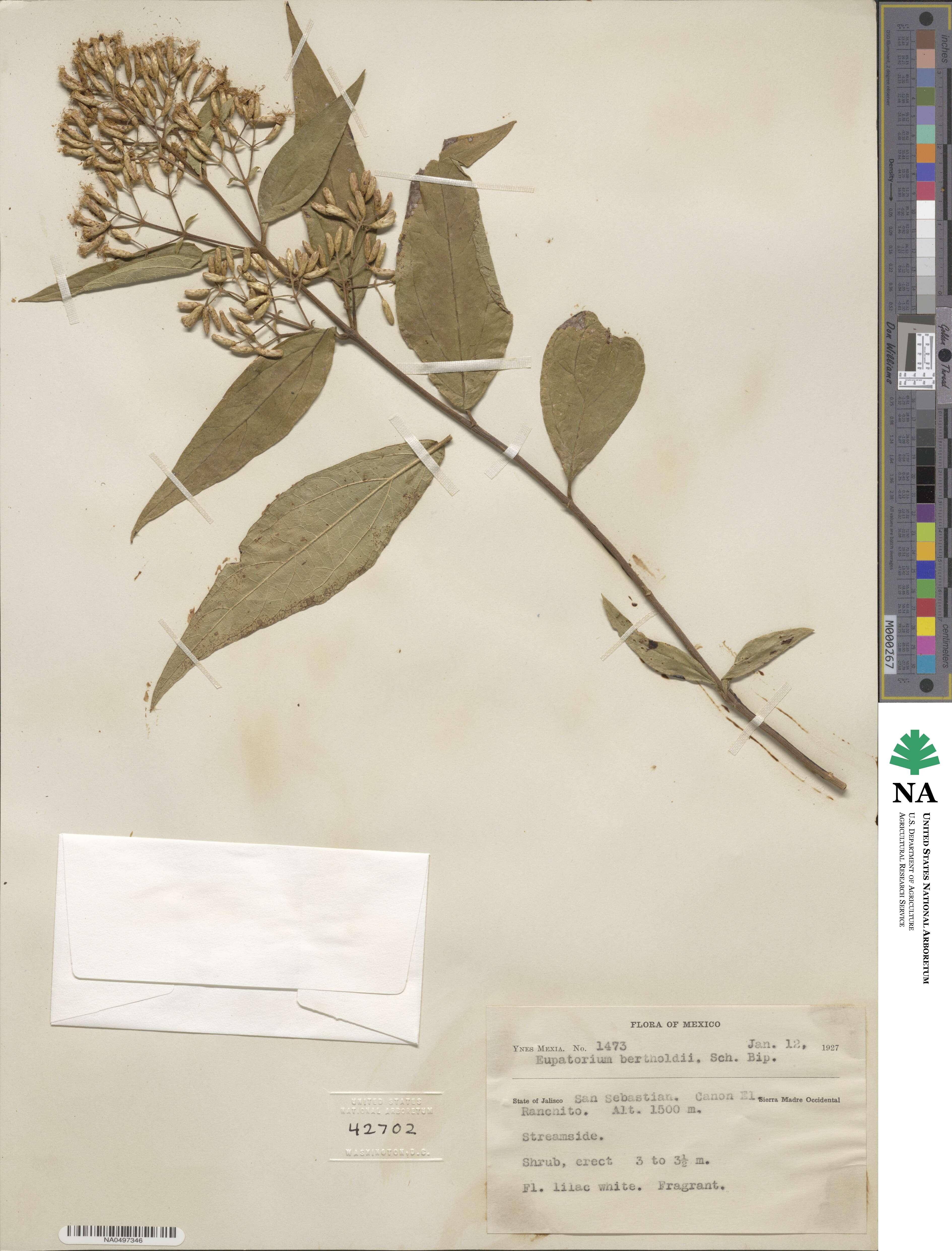 Chromolaena ovaliflora image