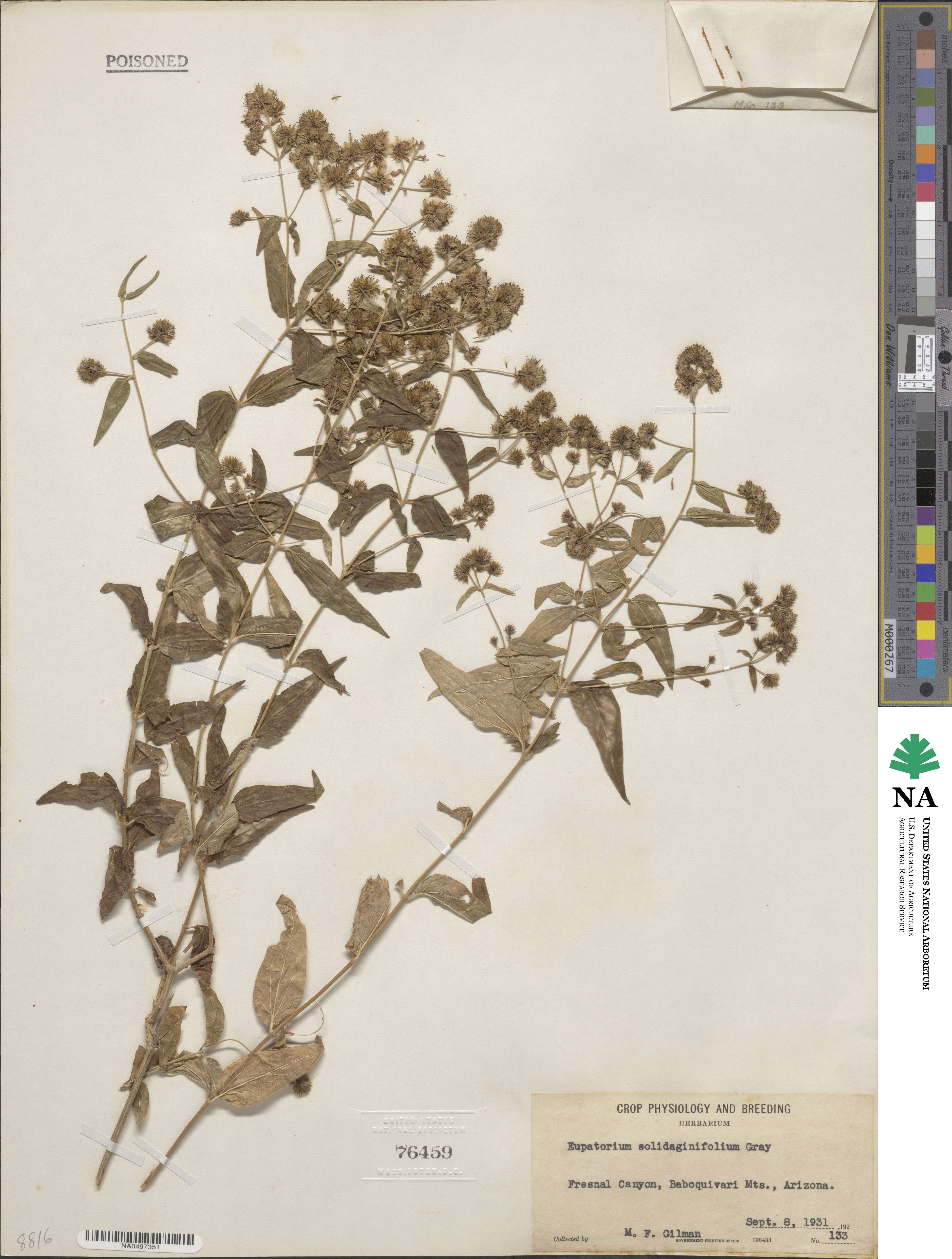 Koanophyllon image
