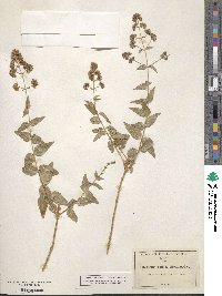 Koanophyllon solidaginifolium image