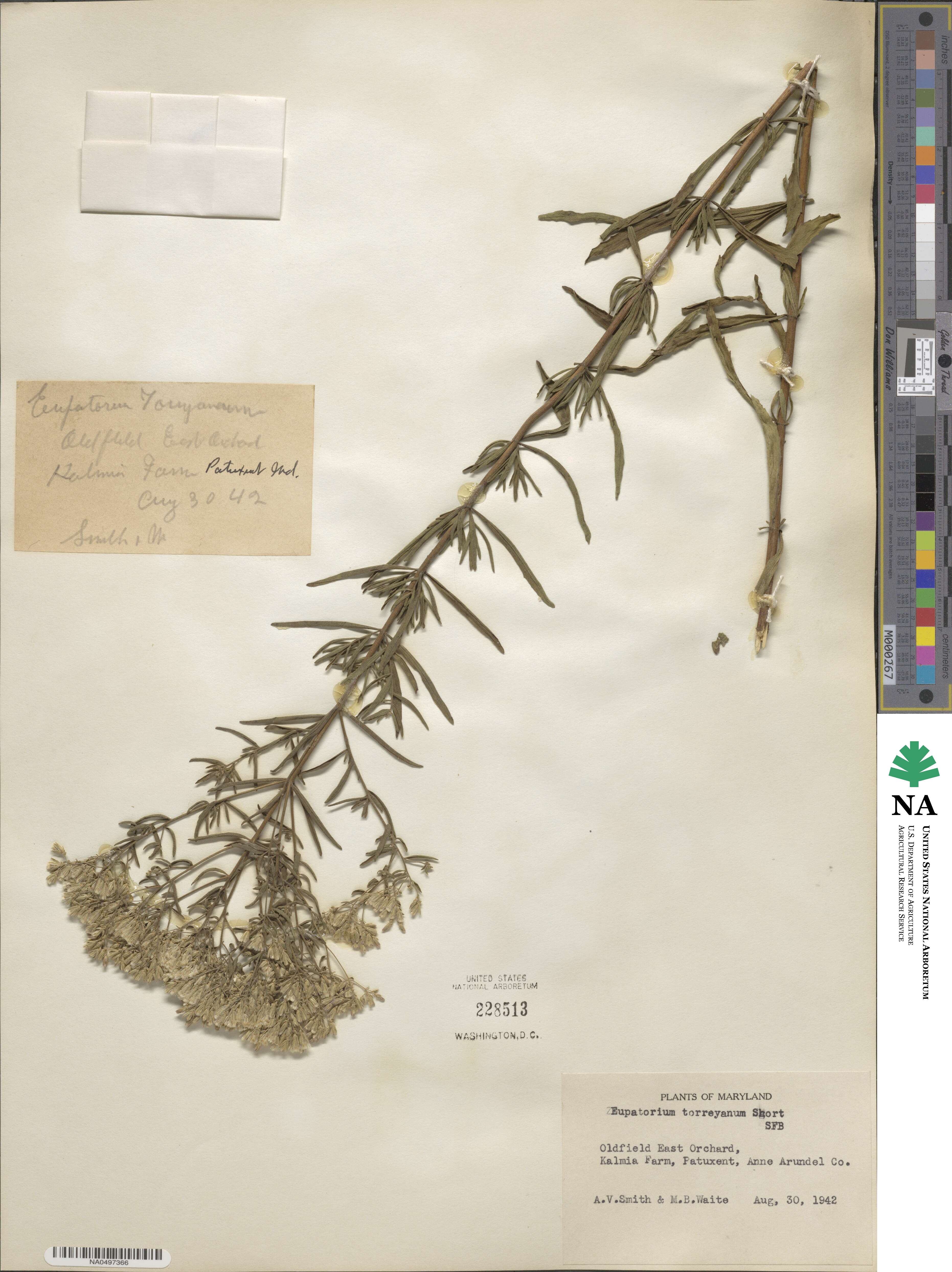 Eupatorium torreyanum image
