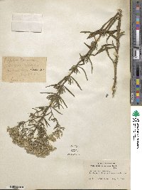 Eupatorium torreyanum image