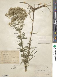 Eupatorium torreyanum image