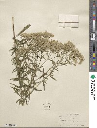 Eupatorium torreyanum image
