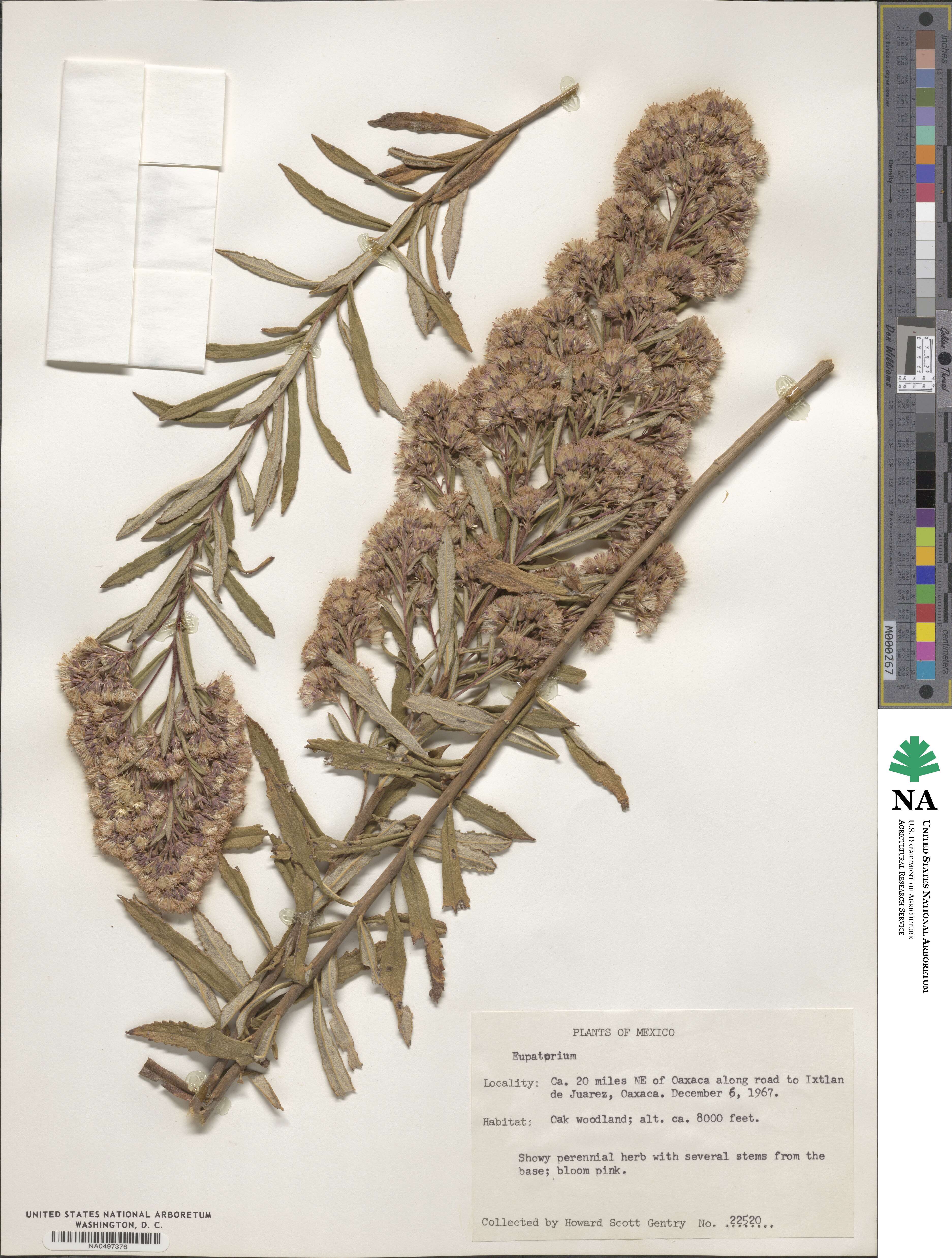 Eupatorium image