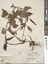 Image of Ageratina ramonensis