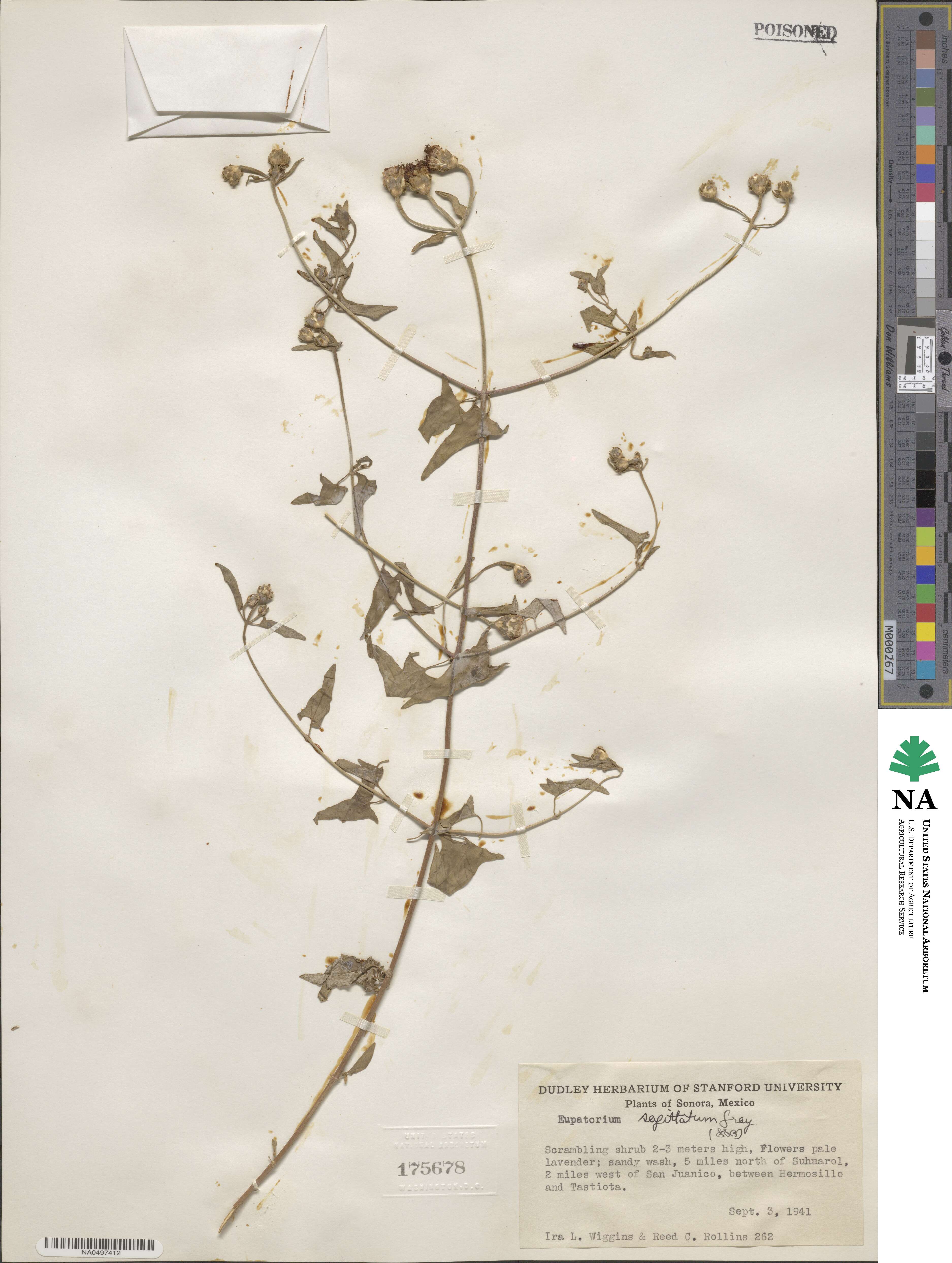 Chromolaena sagittata image