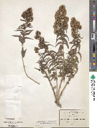 Koanophyllon solidaginifolium image