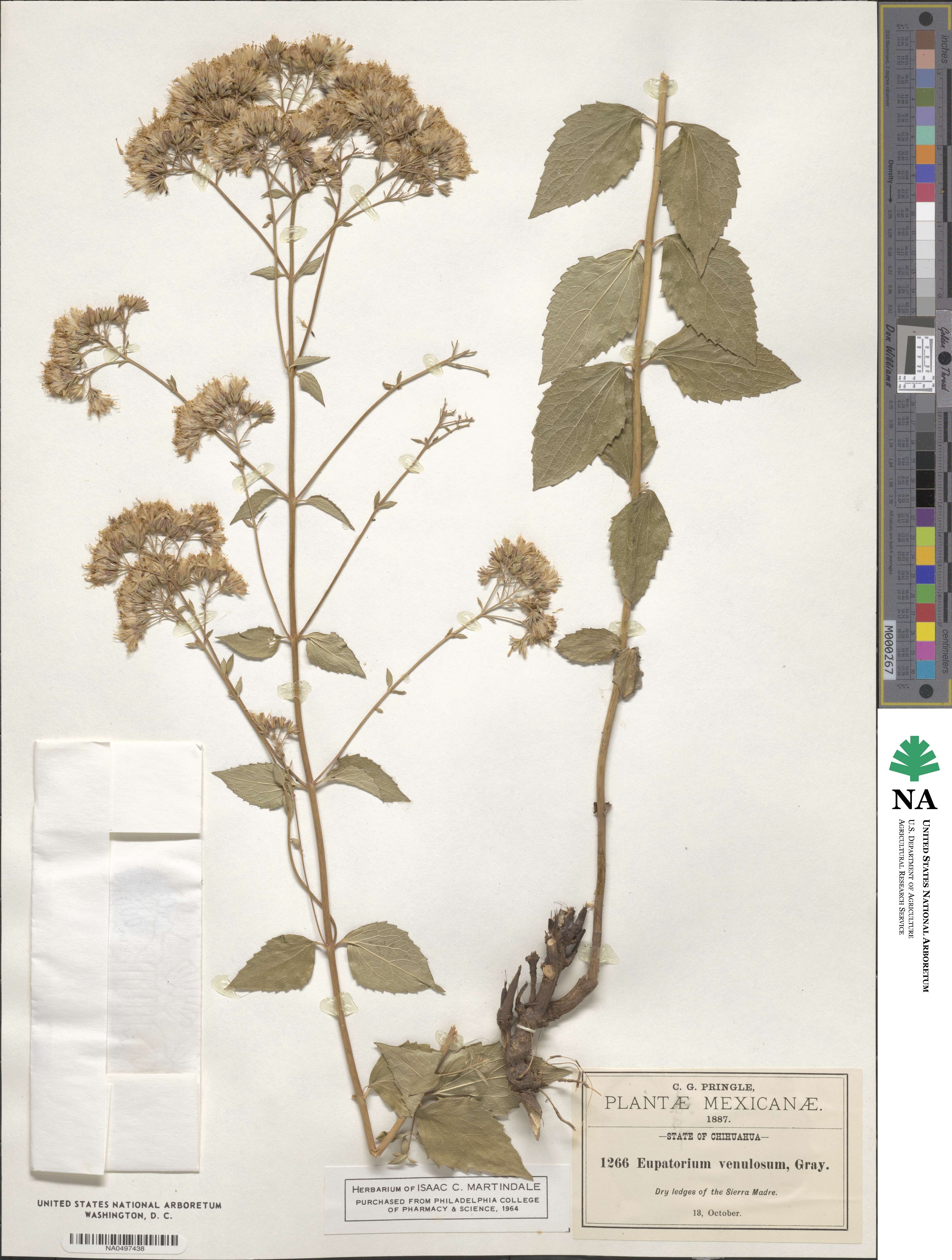 Ageratina venulosa image