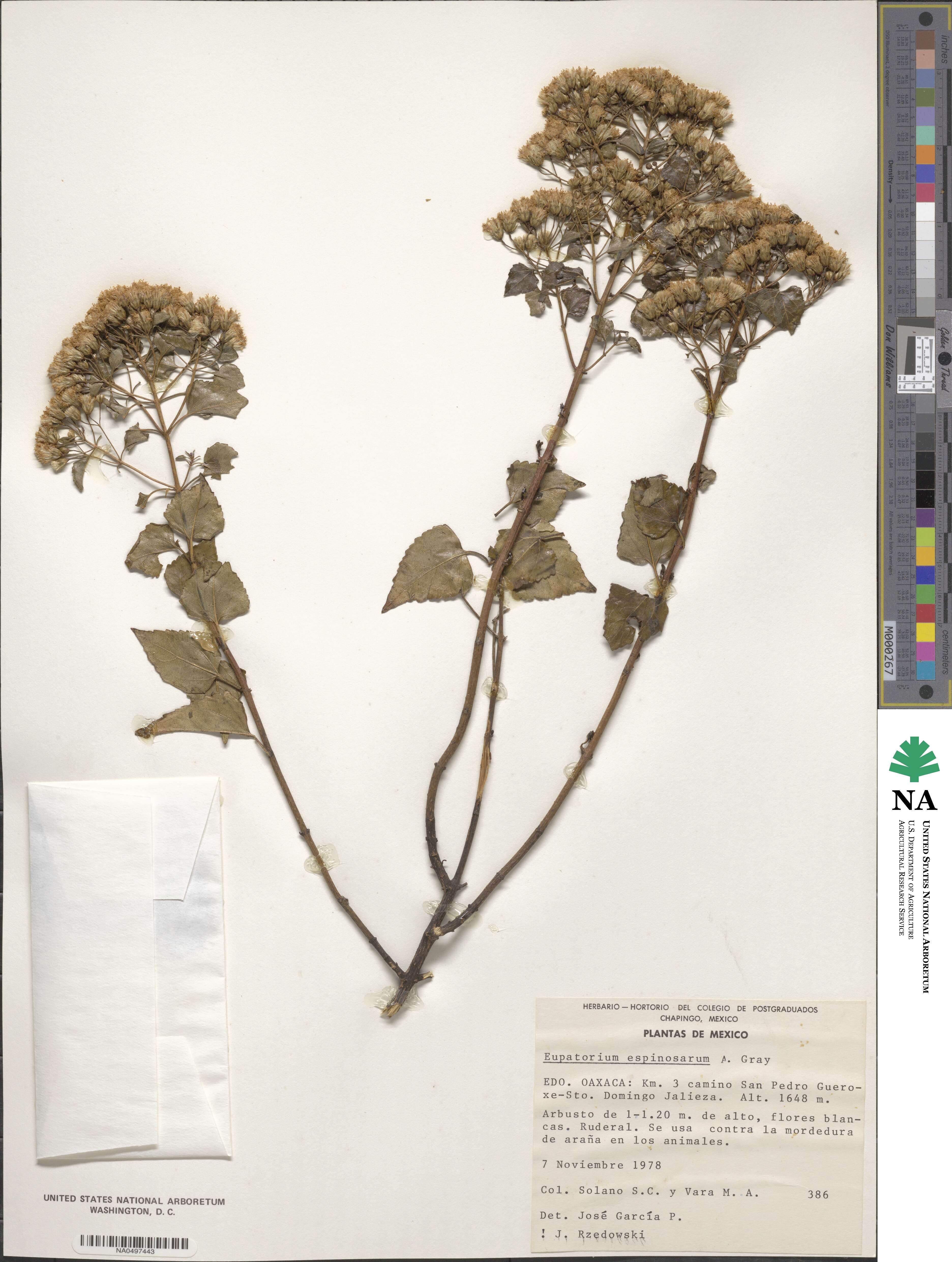 Ageratina espinosarum image