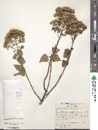 Image of Ageratina espinosarum