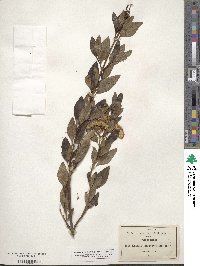 Ageratina glabrata image