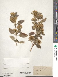 Ageratina glabrata image