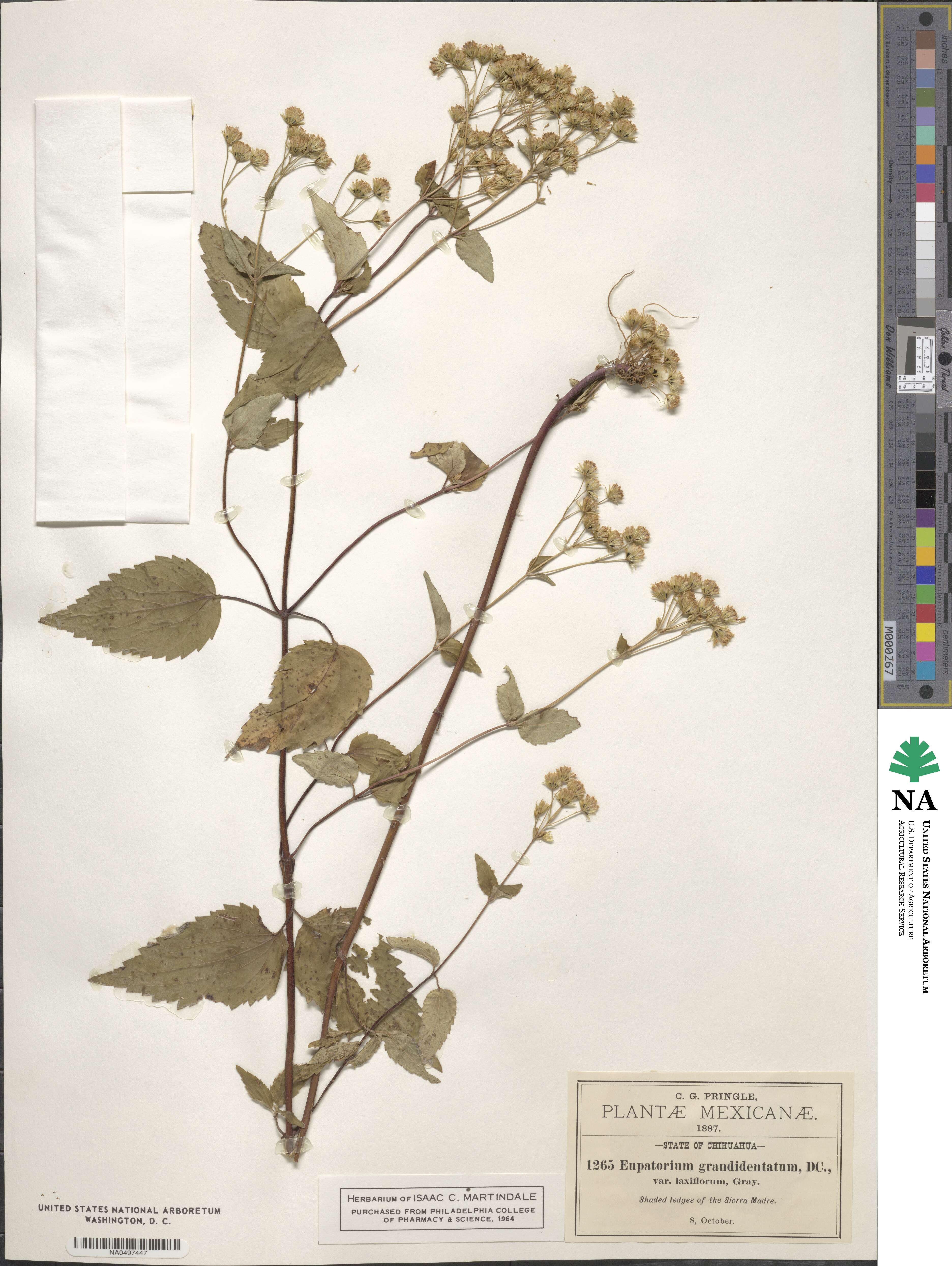 Ageratina pazcuarensis image