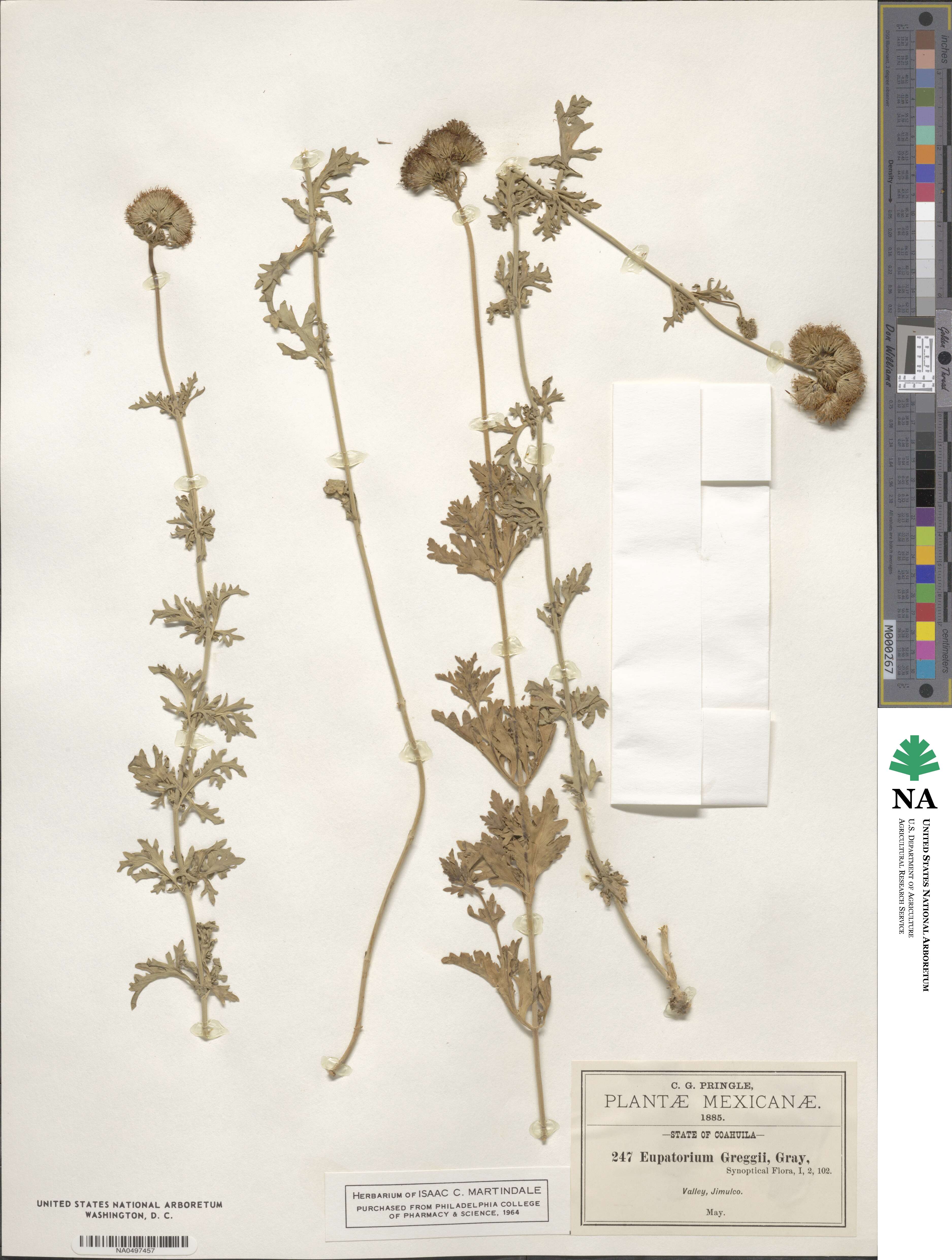Conoclinium image