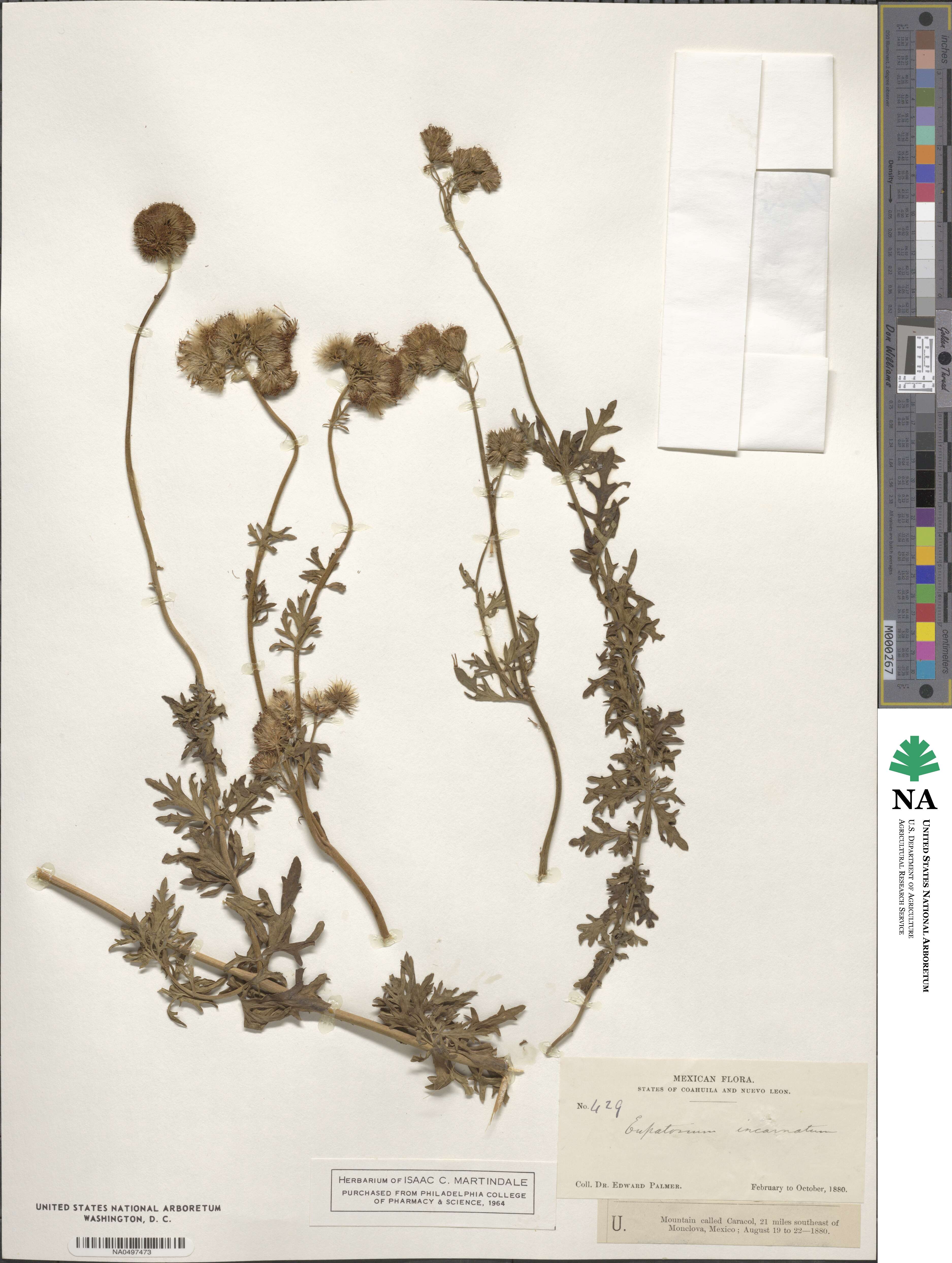Fleischmannia incarnata image