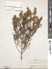 Image of Acanthostyles buniifolius