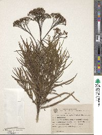 Campovassouria cruciata image