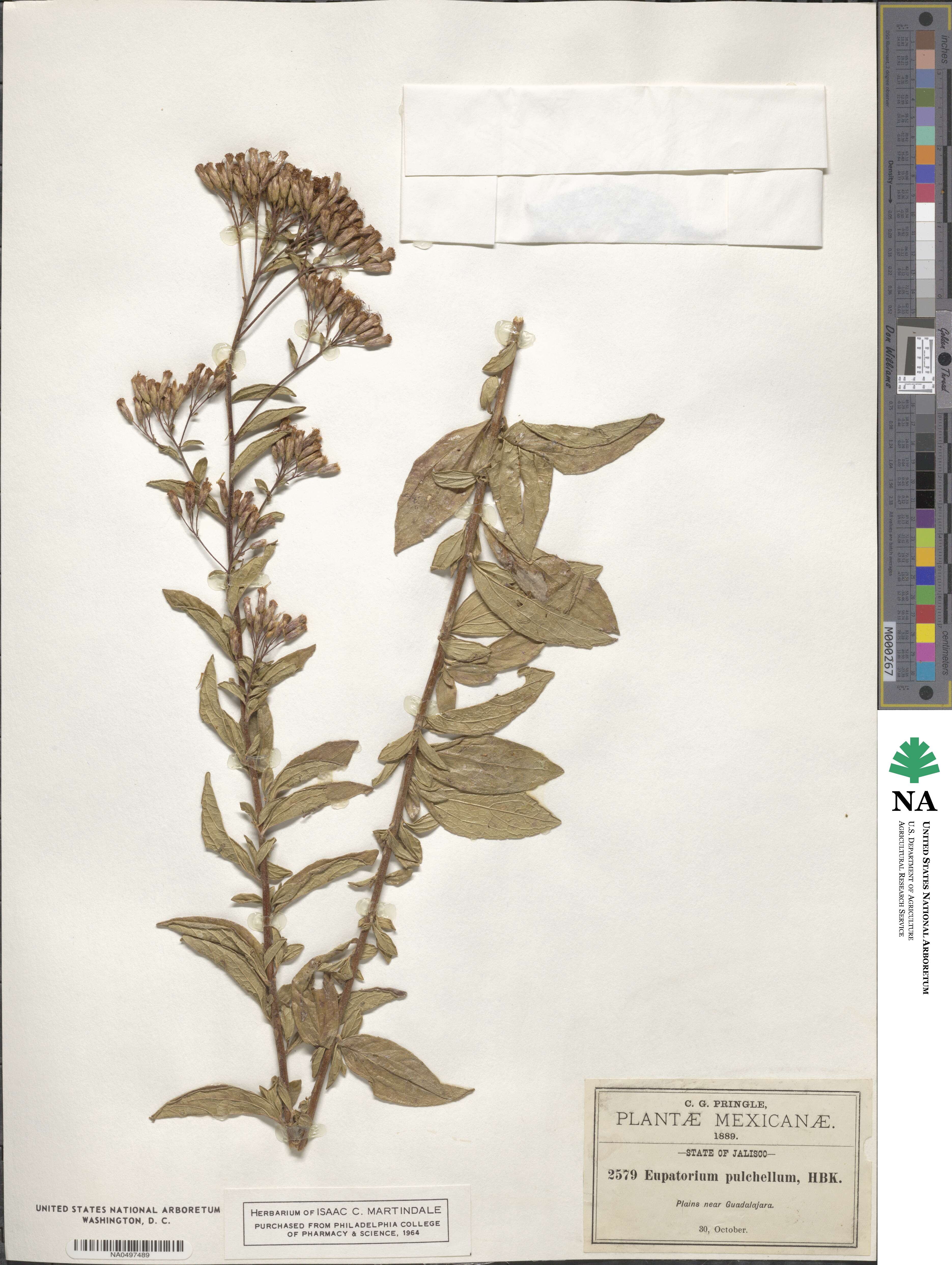 Chromolaena pulchella image